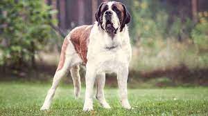 All Big Dog Breeds – Has Lot To Offer And Nothing To Lose