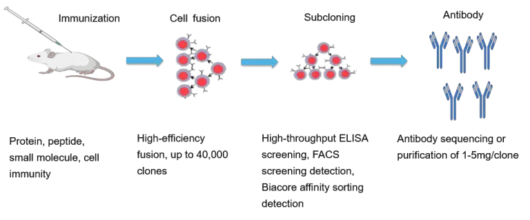 Hybridoma Technology