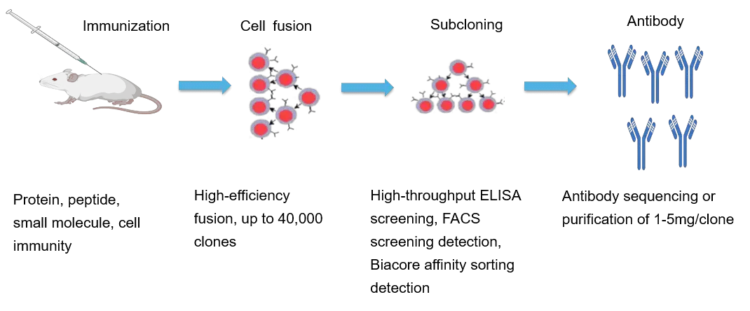 Medicilon Hybridoma Technology