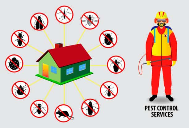 Jaipur Pest Control Services: Your Solution to Pest Problems