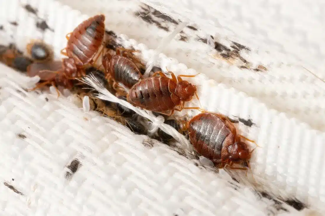 Pest Control for Bedbug Tampa