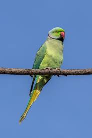 Indian Parrot