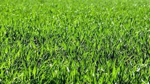 Popular Bermuda Grass Varieties