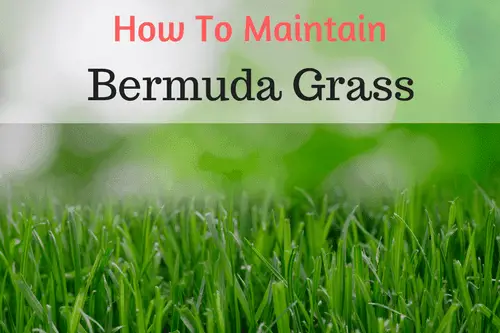 How To Establish Bermudagrass