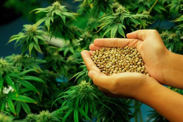 The Noteworthy Qualities of The Jack Herer Seeds
