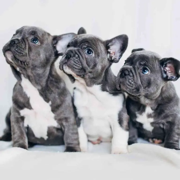 Tail-wagging Happiness: French Bulldog Puppies Now Available for Adoption on FrenchiesFrenchBulldogPuppies.com