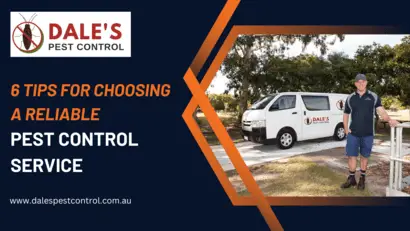 6 TIPS FOR CHOOSING A RELIABLE PEST CONTROL SERVICE