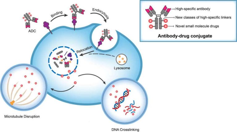 Medicilon Assists Huaota’s CD73-targeting ADC approved for clinical use in US