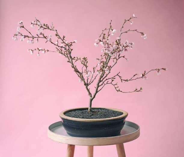 Bonsai Cherry Tree