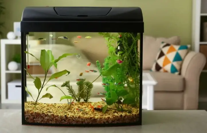 Fish Tank Ideas: All You Need to Know