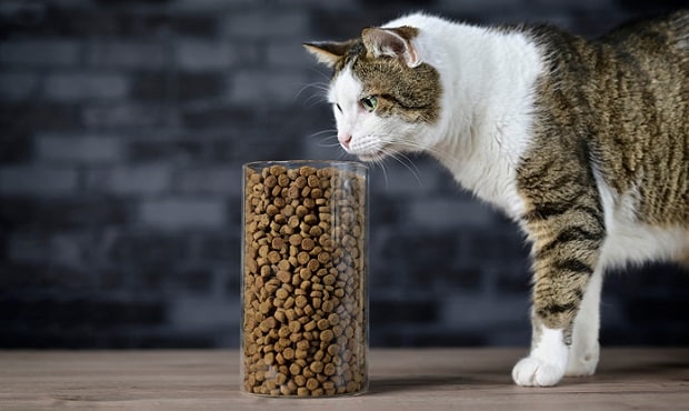 Global Cat Food Industry: Market Growth, Key Players, and Future Outlook: Ken Research