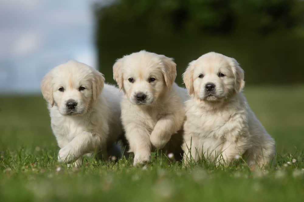 Golden-Retriever-Canis-familiaris-puppies