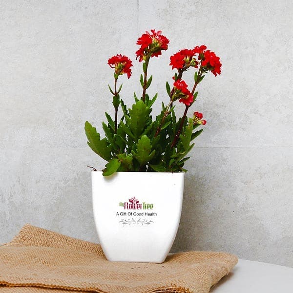 Buy Online Indoor Plants To Give A Surprise Moment