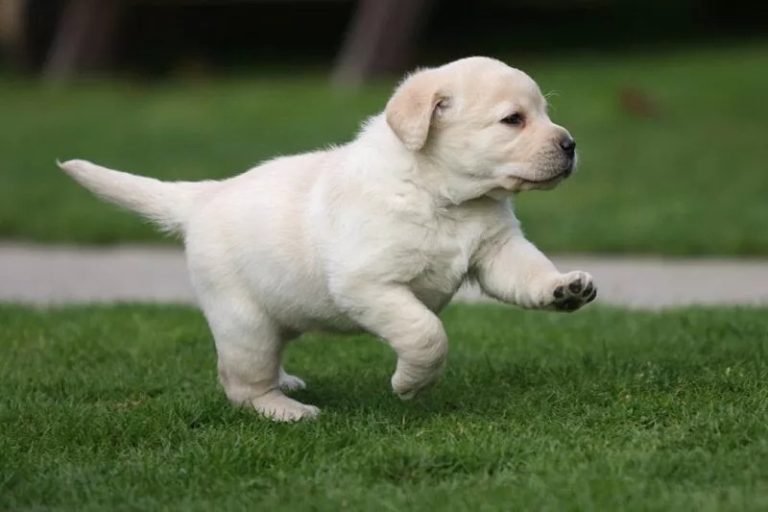 Finding Your Furry Friend: Labrador Retriever Puppies For Sale in Gurgaon at Unbeatable Prices