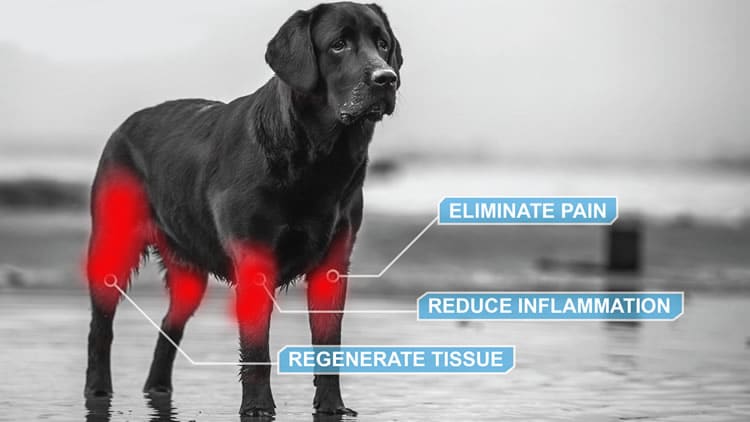 Animal Stem Cell Therapy Market Insights and Forecast to 2030