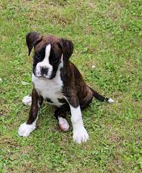 boxer dog