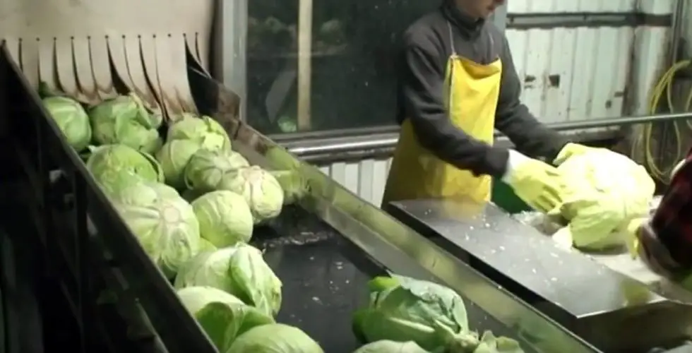 cabbage processing