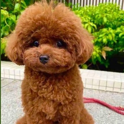 Discover the Perfect Companion: Poodle Puppies for Sale in Bangalore at Unbeatable Prices