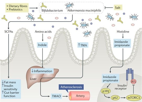 Gut flora and metabolites influence these diseases