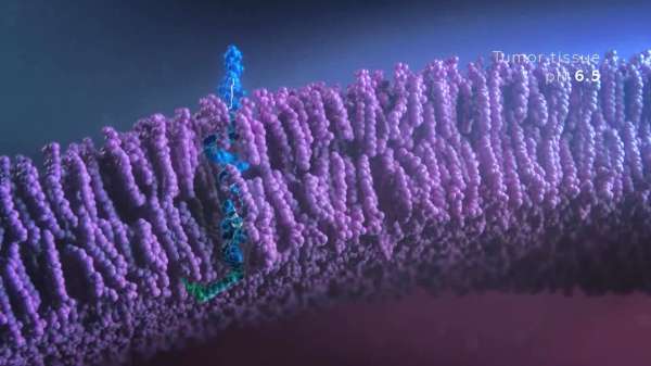 Peptide Drug Conjugate (PDC) R&D Service Platform