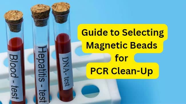 A Comprehensive Guide to Selecting Magnetic Beads for PCR Clean-Up and Size Selection