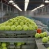 Tennis Ball Manufacturing Plant Project Report 2024: Machinery and Technology Requirements