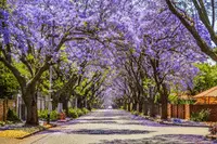 5 Tips for Selecting the Perfect Jacaranda Tree for Your Garden