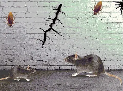 12 Tips to Prevent Mice and Rodents infestation