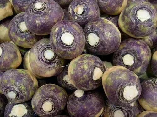 Rutabaga-2