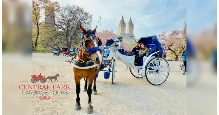 The Enchanting Attractions of Choosing Christmas Horse and Carriage Rides