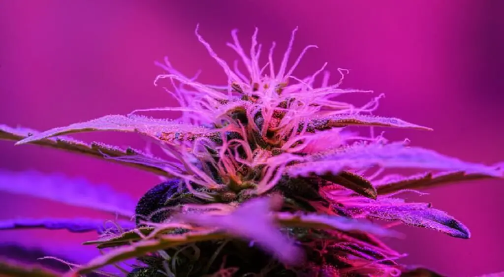purple-cannabis