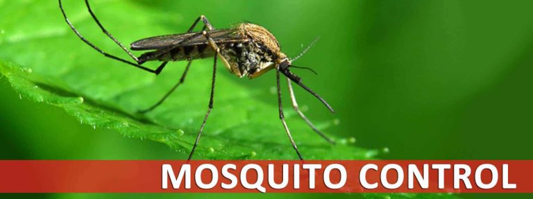 Things You Should Know About Mosquito Control