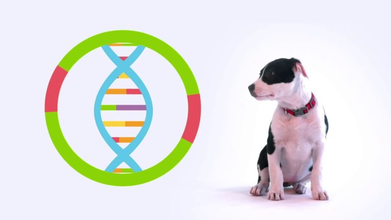 Forecasting the Growth Trajectory: Pet DNA Testing Market Analysis for 2033