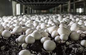 Mushroom Market Share, Industry Size, Growth Drivers, and Forecast 2024-2032