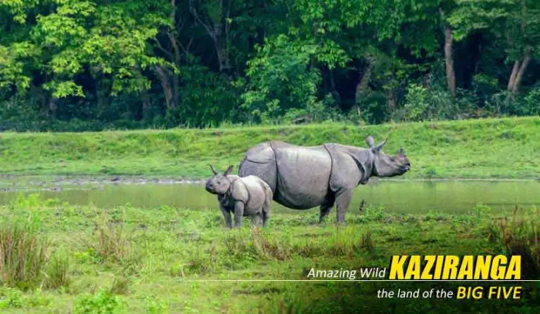 Wonderful Kaziranga Shillong Package Tour