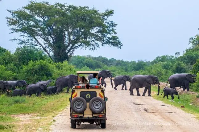 Ugandas kulturelle Vielfalt entdecken: Eine Reise mit Steady Safaris