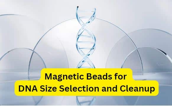 Streamlining NGS: Mastering Magnetic Beads for DNA Size Selection and Cleanup