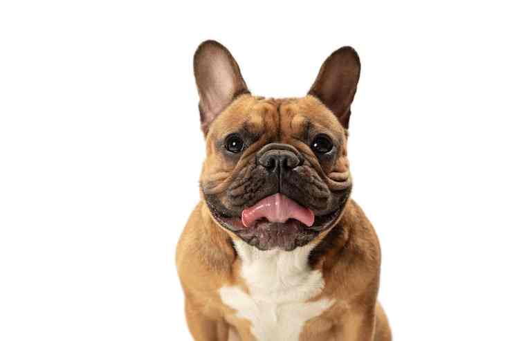 French Bulldogs for Sale: Your Complete Guide to Finding Your Furry Friend