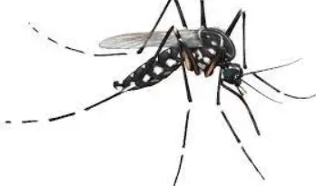 Choose Absolute Best Pest Control for Mosquito management solutions