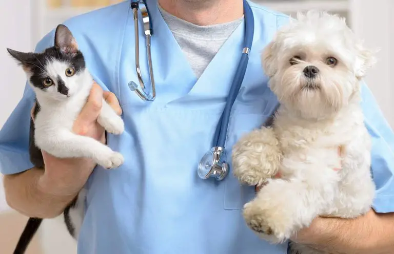 Veterinary Services Market Share, Sales & Trends – 2032