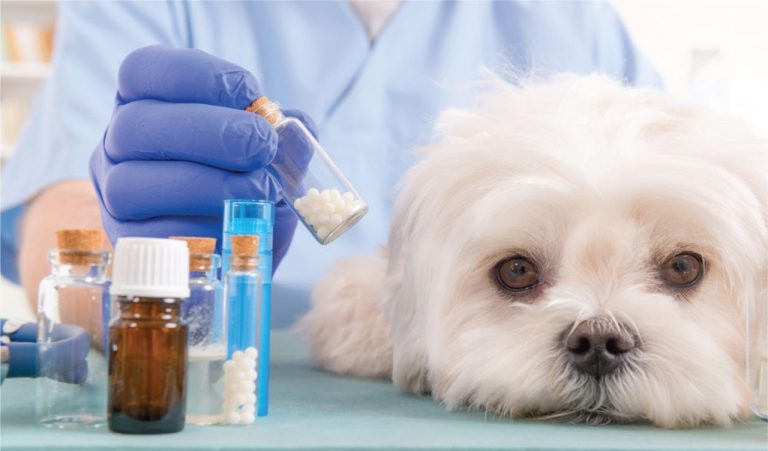 Comparative view of Animal Healthcare Market By 2033 | FMI