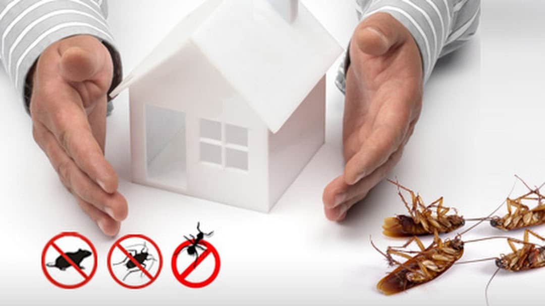 Why-Pest-control (1)