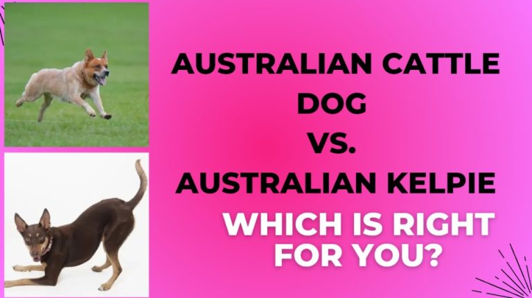 Australian Cattle Dog vs. Australian Kelpie: Which is Right for You?