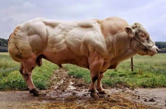 Top 10 Strongest Bulls in the World