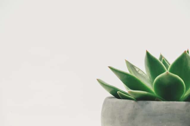 Finding the Best Shope to Buy Affordable Indoor Plants