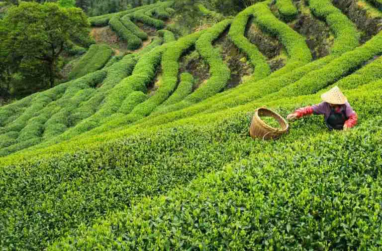 What are the Tea Packaging Malaysia Prices?