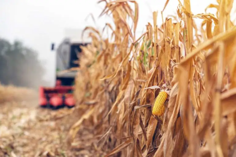 Understanding Threshing in Agriculture: Processes, Benefits, and Challenges