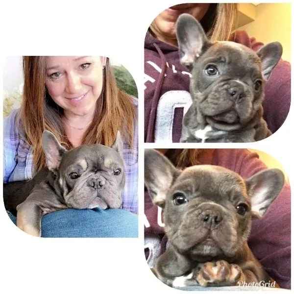 What Are the Facts You Must Know About Your French Bulldog Pups?