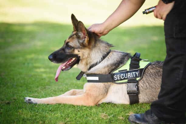 security dogs