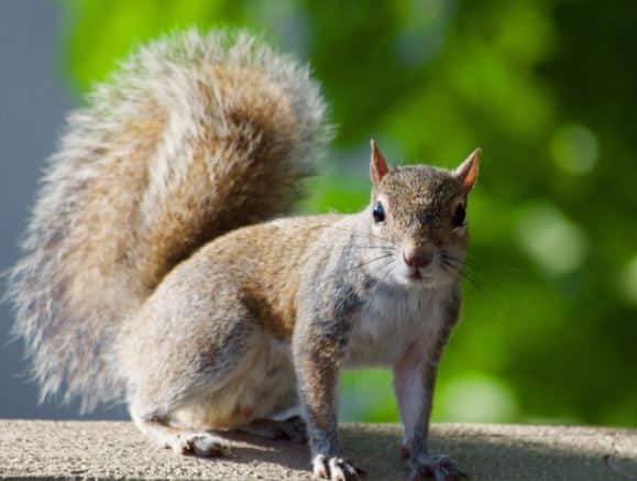 Comprehensive Guide to Squirrel Removal: SquirrelControlService